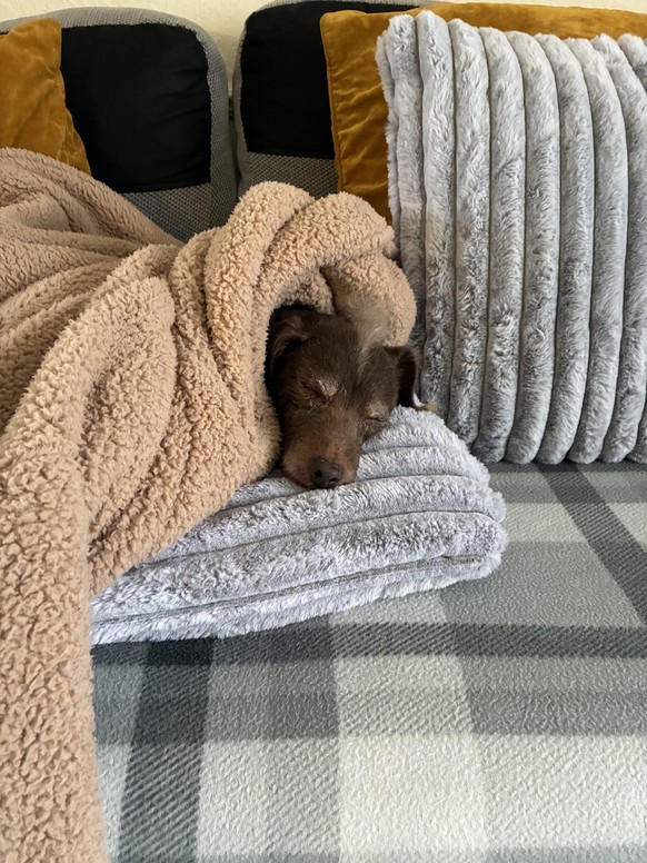 cute news tier hund

https://www.reddit.com/r/Happydogs/comments/1s6qjo4/my_absolute_world_all_snug/