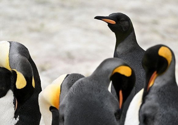 cute news tier schwarzer pinguin

https://www.instagram.com/p/DCe6X9ERMzm/?img_index=3