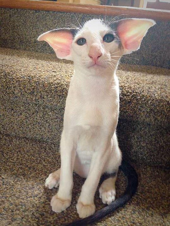 <strong>Dobby est un elfe liiiibre!</strong>