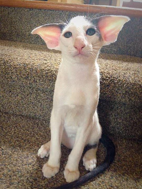 Dobby est un elfe liiiibre!