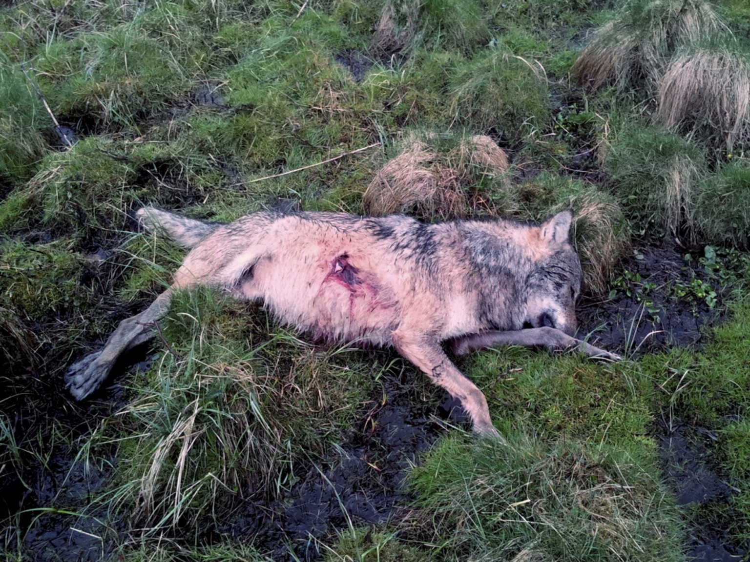 Les gardes-chasse glaronnais ont abattu un loup pr