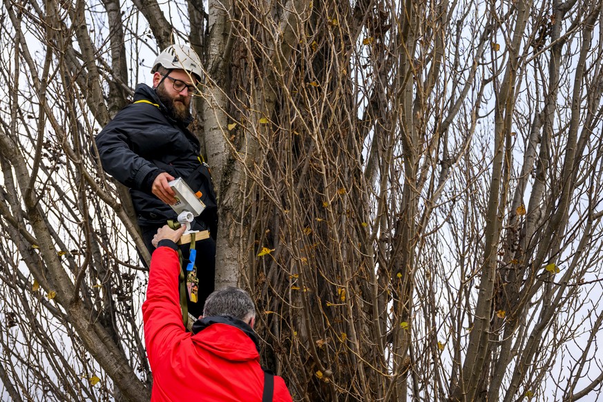 L'entreprise Krebs paysagistes en pleine installation du dispositif «Arbres connectés, alerter pour protéger» en décembre.