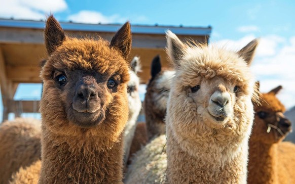 cute news animal tier alpaka

https://imgur.com/t/alpaca/vBMUdEH