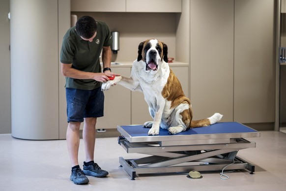 TOPSHOT - A Saint Bernard dog receives care during a press visit ahead of the inauguration of the Barryland museum and parc in Martigny, in the Swiss Alps, on June 26, 2025. The Barry Foundation is op ...