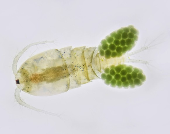 Huepferling, Macrocyclops albidus Macrocyclops albidus, Mikroskopaufnahme, Deutschland, Mecklenburg-Vorpommern copepod Macrocyclops albidus, Microscope image, Germany, Mecklenburg-Western Pomerania BL ...