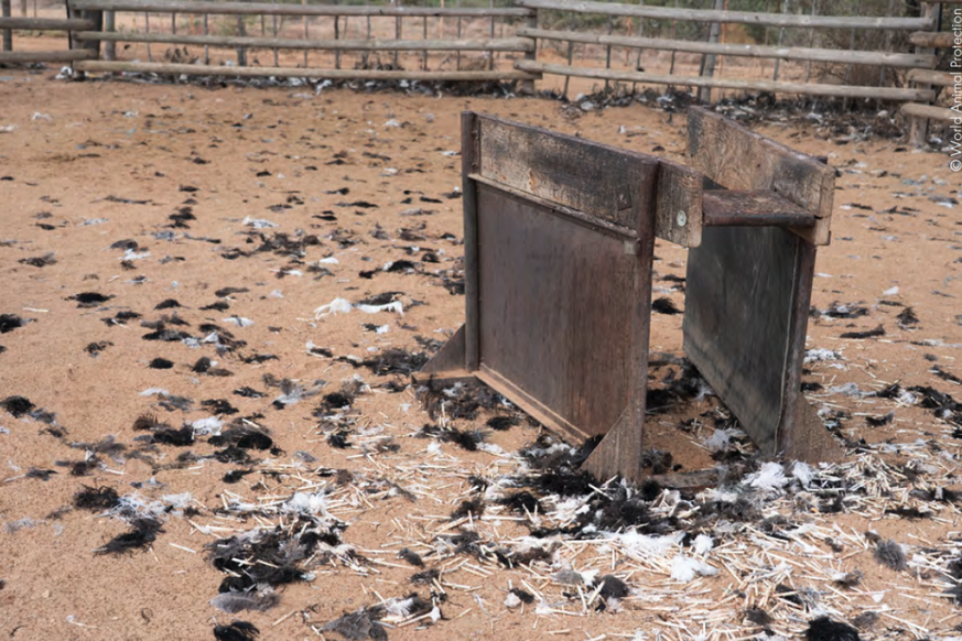 Des élevages d'autruches en Afrique du Sud utilisent des plumeuses mécaniques sur des oiseaux vivants.