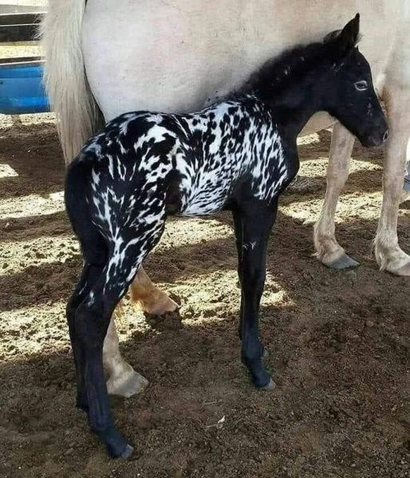 cute news tier pferd fohlen

https://www.reddit.com/r/Animal/comments/1csgsq3/this_little_beauty_even_has_eyeliner/