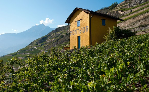 Domaine Mont D'Or septembre 2011.(OLIVIER MAIRE/PHOTO-GENIC.CH)