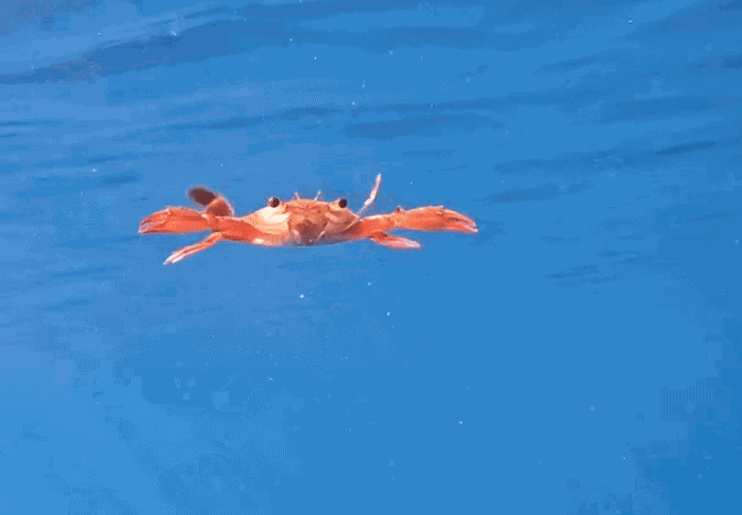 GIF animé