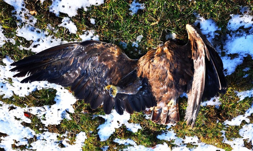 Un aigle royal victime d’une éolienne, rapporte BirdLife