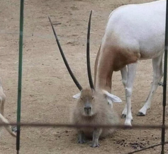 cute news tier capybara

https://www.reddit.com/r/capybara/comments/xj5c1w/revenge_of_the_gort/