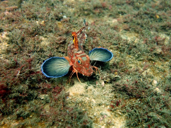 Spiny Gurnard, Spiny Gurnard (Lepidotrigla papilio) walking across the sea floor looking suspiciously at the camera