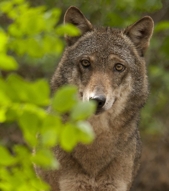 L&#039;Etat de Vaud dresse la liste des bonnes pratiques lors d&#039;une rencontre avec un loup (photo d&#039;illustration).