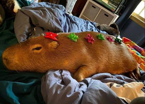 capybara cute news animal 

https://www.reddit.com/r/capybara/comments/rlon38/the_only_thing_that_i_want_underneath_my/