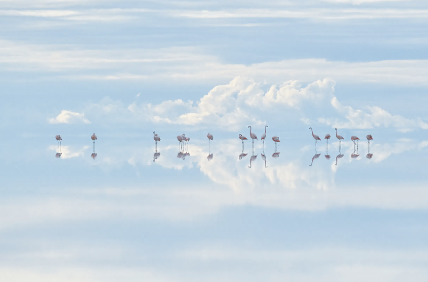 Un groupe de flamants roses chiliens.