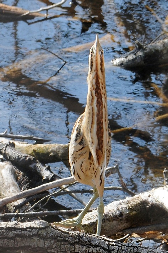 cute news tier Rohrdommel (Botaurus stellaris)