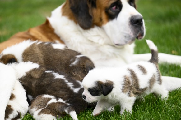 Seven one month old puppies Sant-Bernard feed from their mother &quot;Edene&quot; at the Barry Foundation&#039;s kennel, in Martigny, Tuesday, August 30, 2022. The Saint Bernard dog &quot;Edene du Gra ...