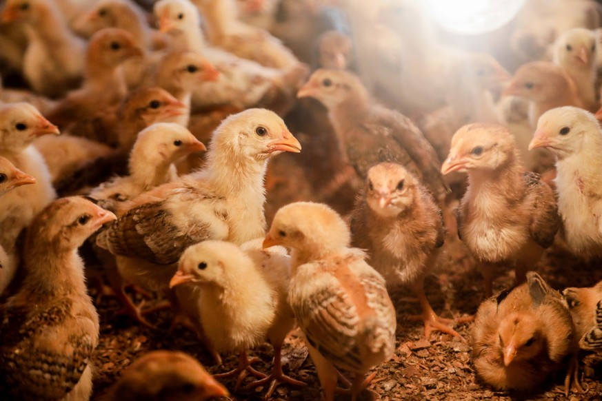 epa10031443 Chicks rest in their cage at a tradition poultry farm in Deliserdang, North Sumatra, Indonesia, 24 June 2022. Indonesian is expected to export chicken to Singapore following Malaysian gove ...