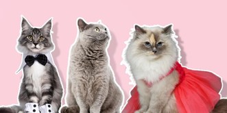 Ni trop hommes, ni trop femmes: voici comment se définissent les Suisses