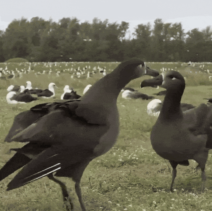 GIF animé