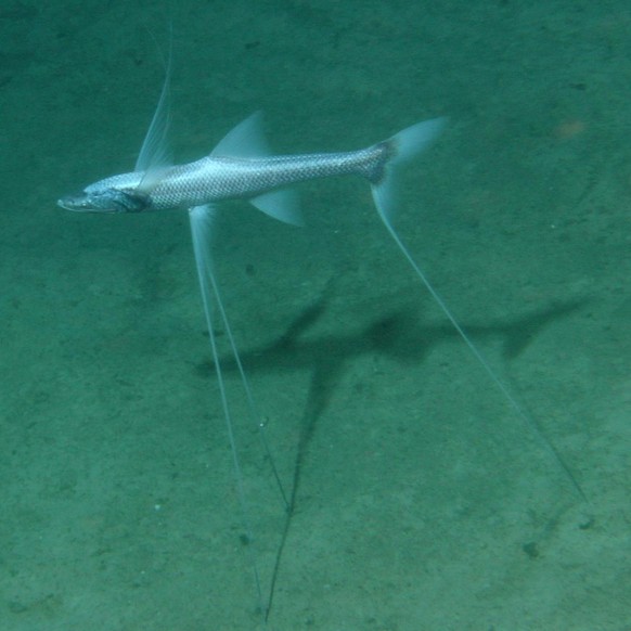 [b&amp;#039; &amp;#039;, b&amp;quot;Photo sous-marine prise dans le cadre de la campagne Bioza\xefre 2 : poisson tripode bathypterois,\xa0une esp\xe8ce de poissons abyssaux pourvus de nageoires-\xe9ch ...