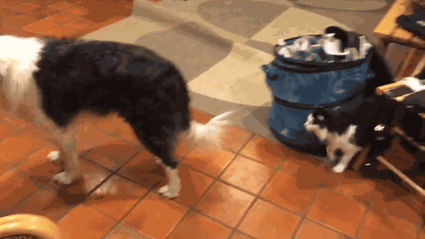 GIF animé