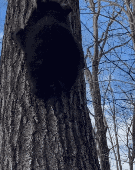 GIF animé