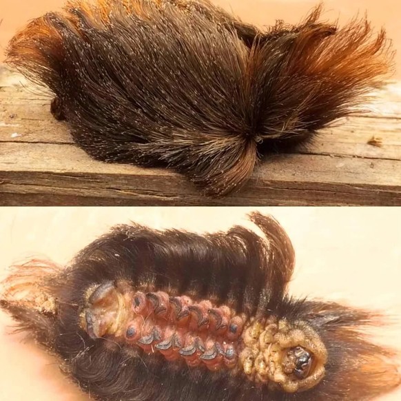 creepy nature

https://www.reddit.com/r/oddlyterrifying/comments/1fqye8x/this_is_not_a_clump_of_hair_its_one_of_the_most/