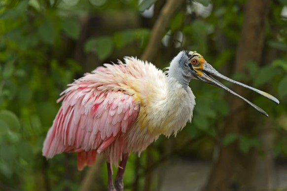 Rosalöffler Platalea ajaja mit seinem typischen löffelförmigen Schnabel / *** Rosal spoonbill Platalea ajaja with its typical spoon shaped beak 1026202785