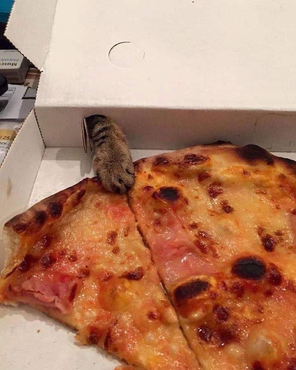 cute news tier katze klaut pizza

https://www.reddit.com/r/FunnyAnimals/comments/1dyswwh/so_thats_what_those_smol_holes_are_for/