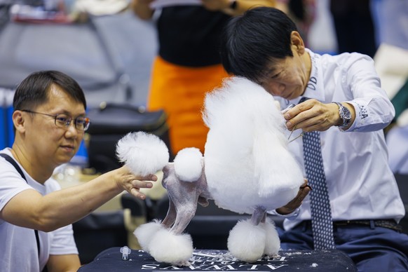 Participants groom their dog during the "world dog show 2023" competiton in Geneva, Switzerland, Saturday, August 26, 2023. Participants from 80 countires are presenting over 21'500 dog ...