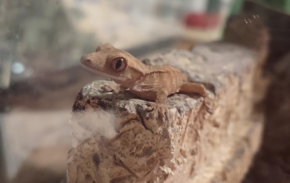 cute news animal tier gecko

https://imgur.com/t/aww/2avyyER