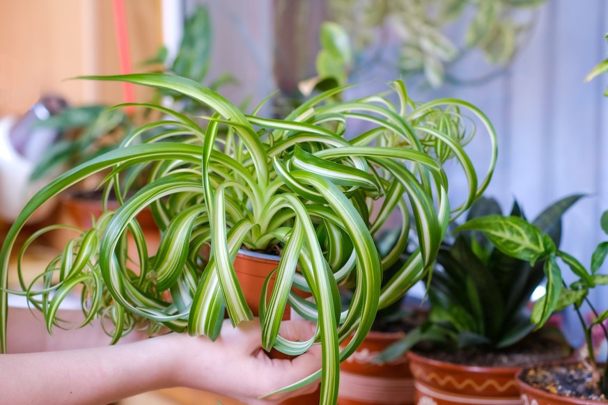 Chlorophytum comosum