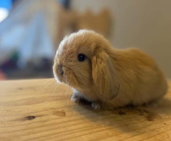 cute news animal tier hase

https://imgur.com/t/aww/kbIwpir