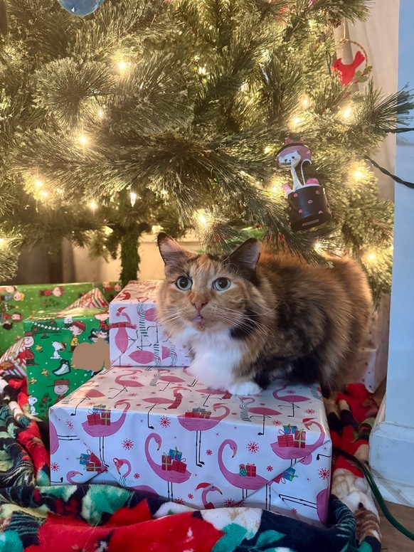 cute news tier katze

https://www.reddit.com/r/catsandchristmastrees/comments/1pkxeti/better_than_all_the_presents_under_the_tree/