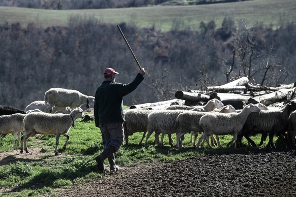 A shepherd walks with his flock of sheeps in Lagkadas, near Thessaloniki, on February 19, 2026. From August 2024 to early March 2026, more than 480,000 sheep and goats have been slaughtered because of ...