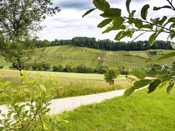 L’agréable sentier traverse le plus grand vignoble de Bâle-Campagne.