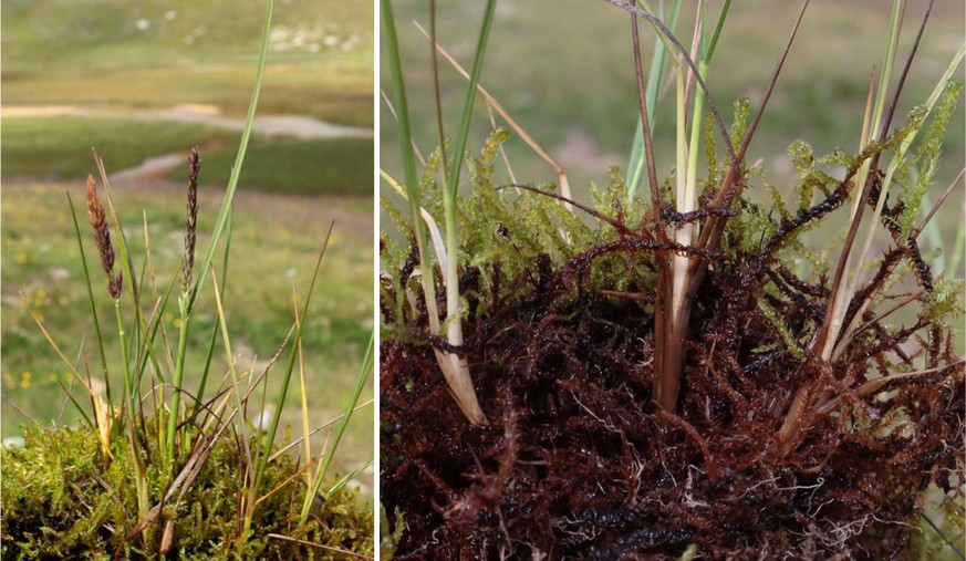 La Calamagrostis lonana découverte en Valais.