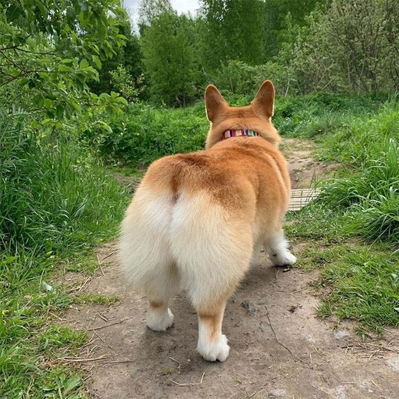 Les corgis sont trop chou.