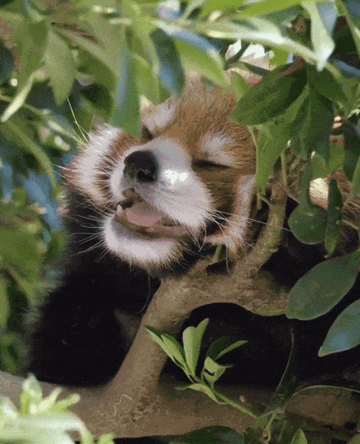 GIF animé