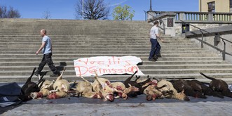 Des cadavres de moutons tués par un loup ont été déposés à Lausanne