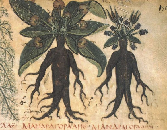 Mandragora officinarum.