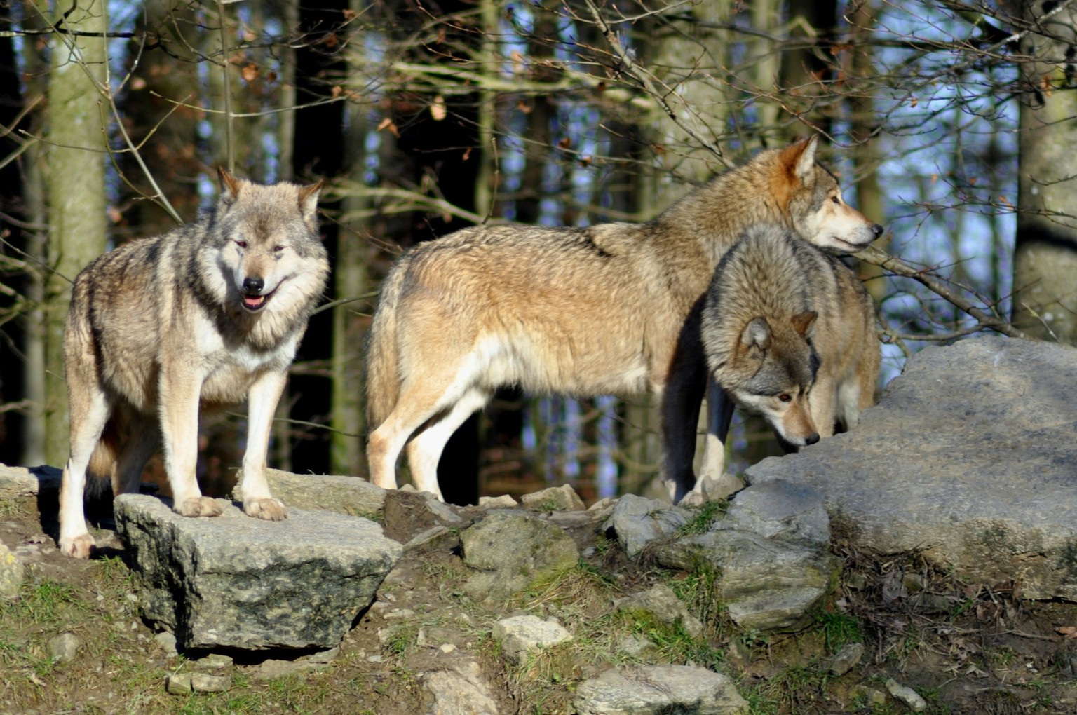 Le loup en Suisse. La chasse au loup ayant fortement marqué le caractère de l&#039;animal, il est en général craintif et méfiant vis-à-vis de l&#039;homme8.