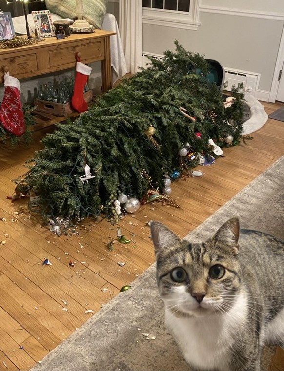 cute news tier katze weihnachtsbaum

https://www.reddit.com/r/cats/comments/zeqd5q/tuna/