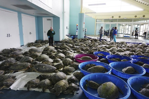 Mardi 16 février 2021, des milliers de tortues disposées au centre de convention de South Padre Island, sur l'île de South Padre Island, au Texas.