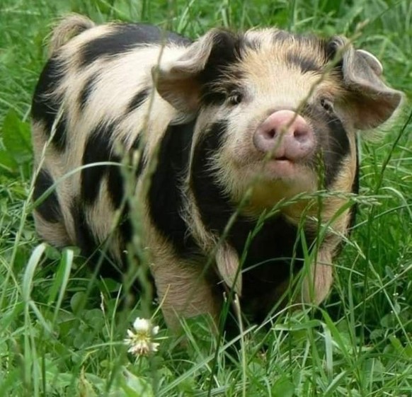 cute news tier schwein

https://ch.pinterest.com/pin/1121888957185074940/