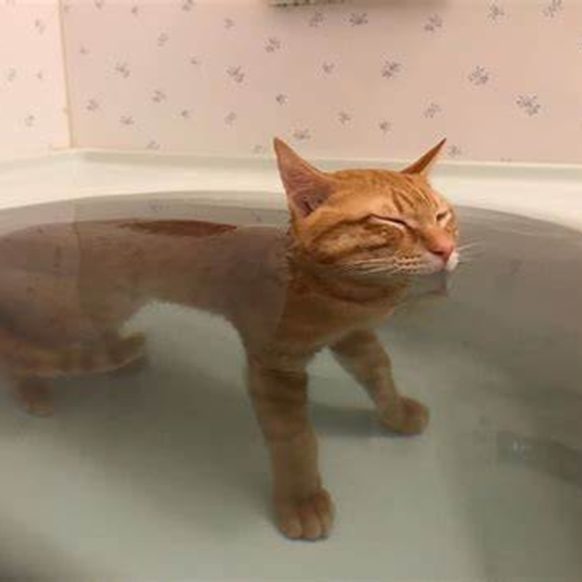 cat katze cute news animal tier

https://www.reddit.com/r/cats/comments/rgi9af/cat_taking_a_wonderful_bath/