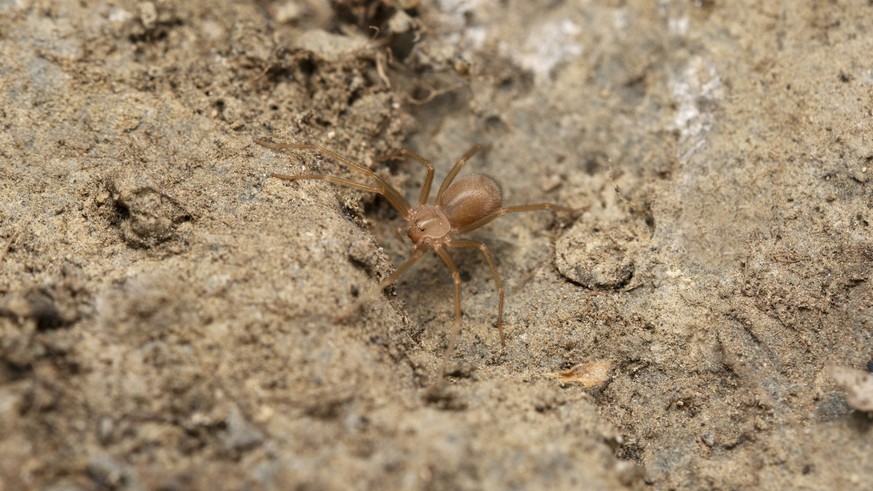 Morsure d&#039;une araignée recluse brune à Majorque