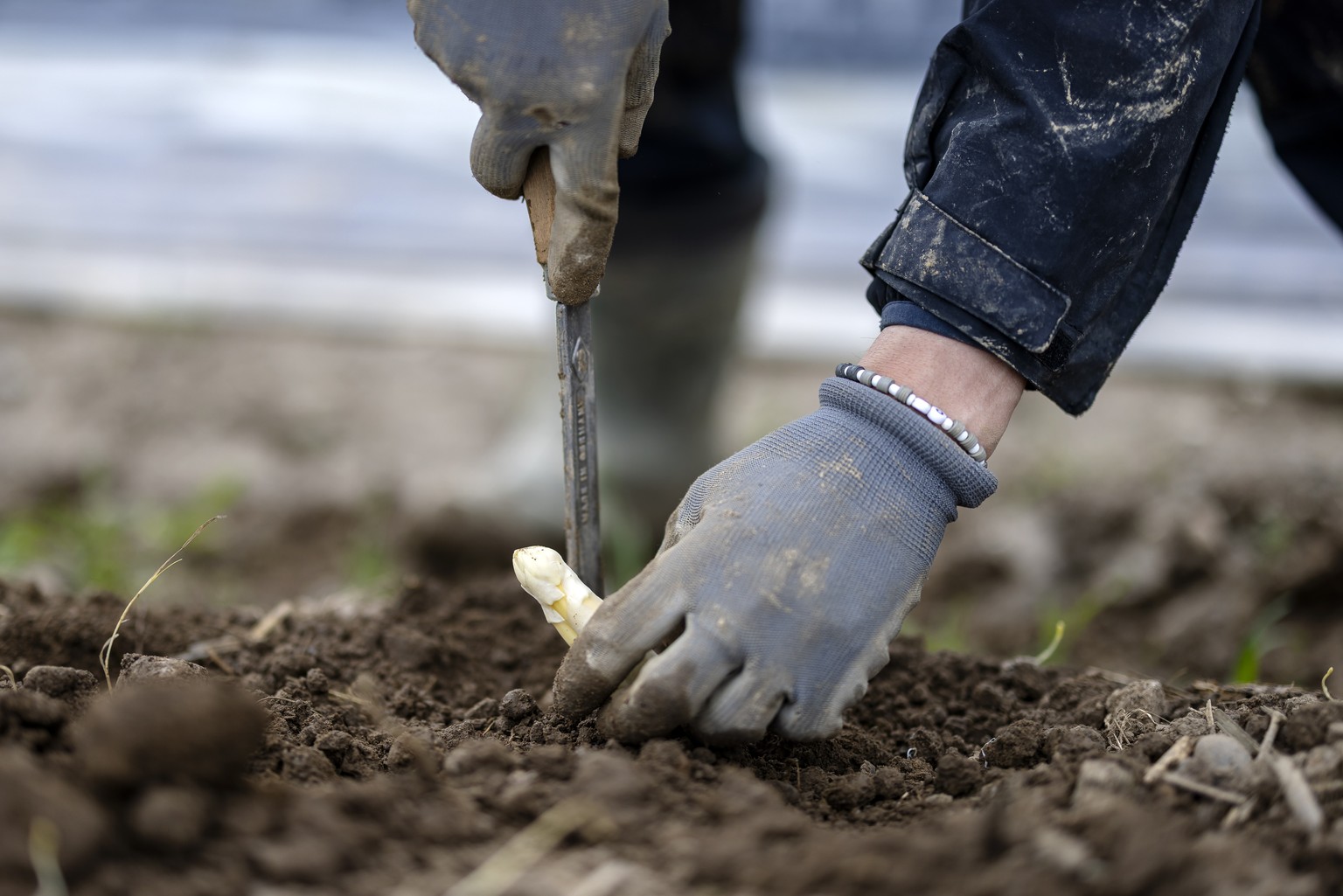 Ein Arbeiter erntet weisse Spargeln auf einem Feld des Spargelhofs der Jucker Farm beim ersten Spargelstich der Saison, am Donnerstag, 27. Maerz 2025 in Eglisau, Kanton Zuerich. Weisse Spargeln wachse ...