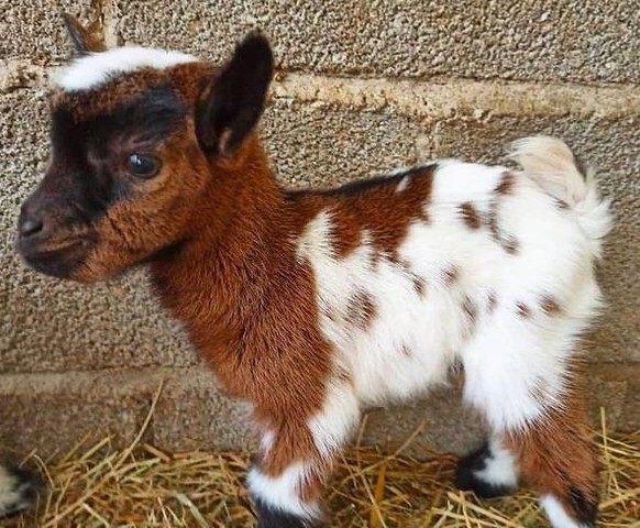 cute news animal tier goat ziege

https://www.reddit.com/r/aww/comments/rgkajx/goats_are_my_absolute_favourite/